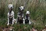 DALMATIEN 305